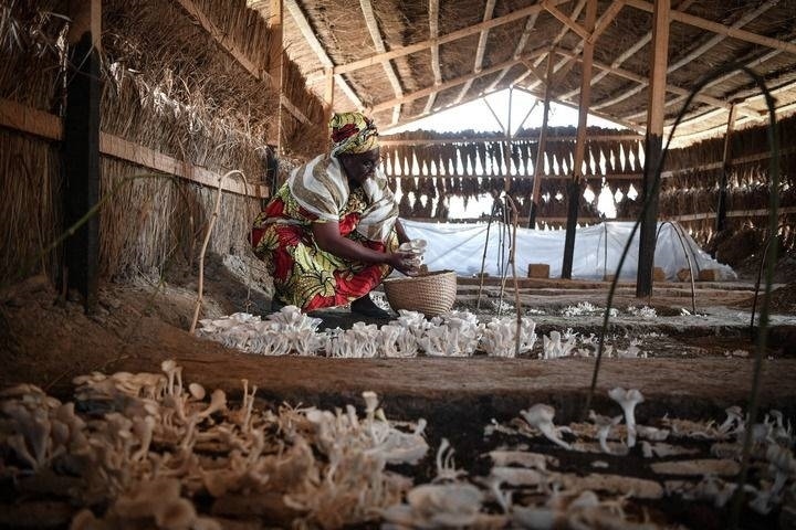 2024年2月6日，在中非共和國達馬拉，法蒂瑪在菇棚內(nèi)收獲菌草菇。2022年，法蒂瑪在聽說中國菌草專家在班吉傳授技術(shù)后主動前往學(xué)習(xí)，從一間小菌棚起步，逐漸擴大為如今小有名氣的合作社。新華社記者 韓旭 攝