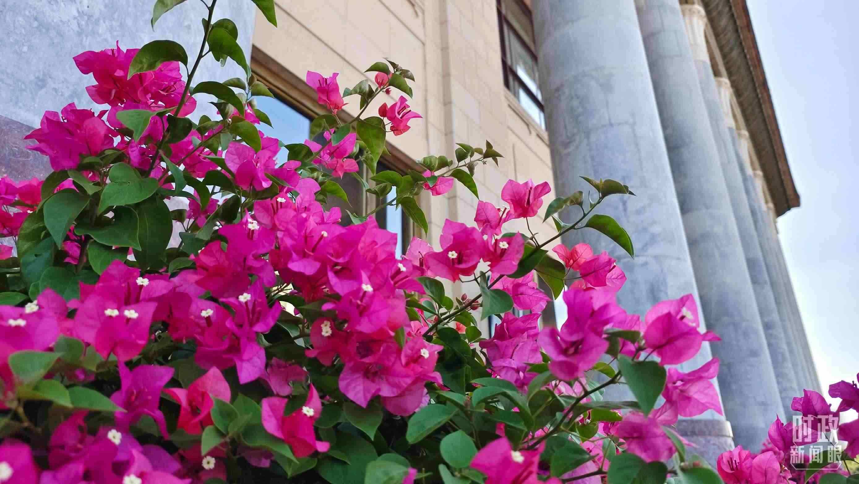 △人民大會(huì)堂外花團(tuán)錦簇。（總臺(tái)央視記者韓銳拍攝）