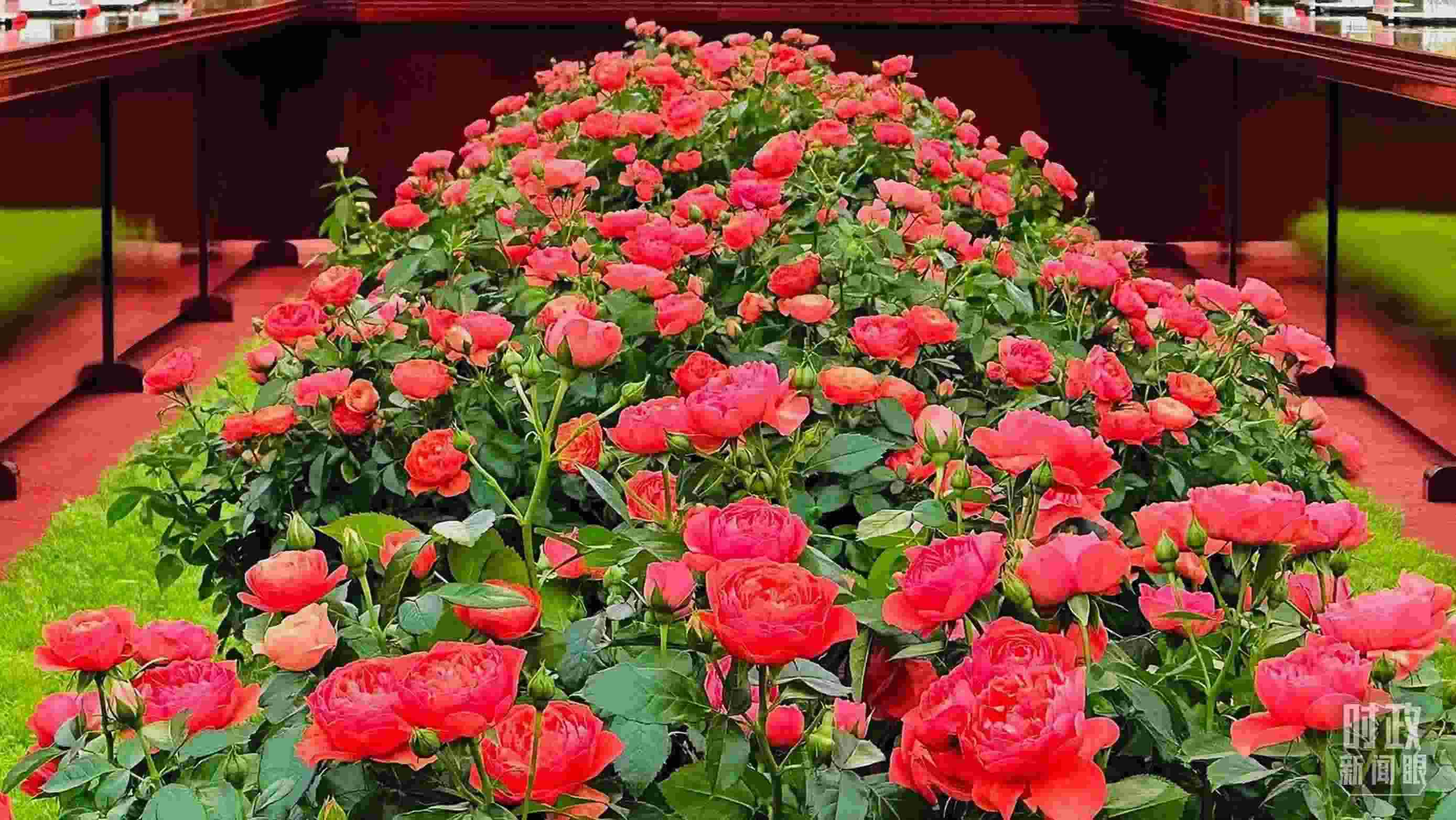 東大廳會(huì)談桌中間擺放的紅果汁月季，象征著蓬勃與堅(jiān)韌。（總臺(tái)央視記者范一鳴拍攝）