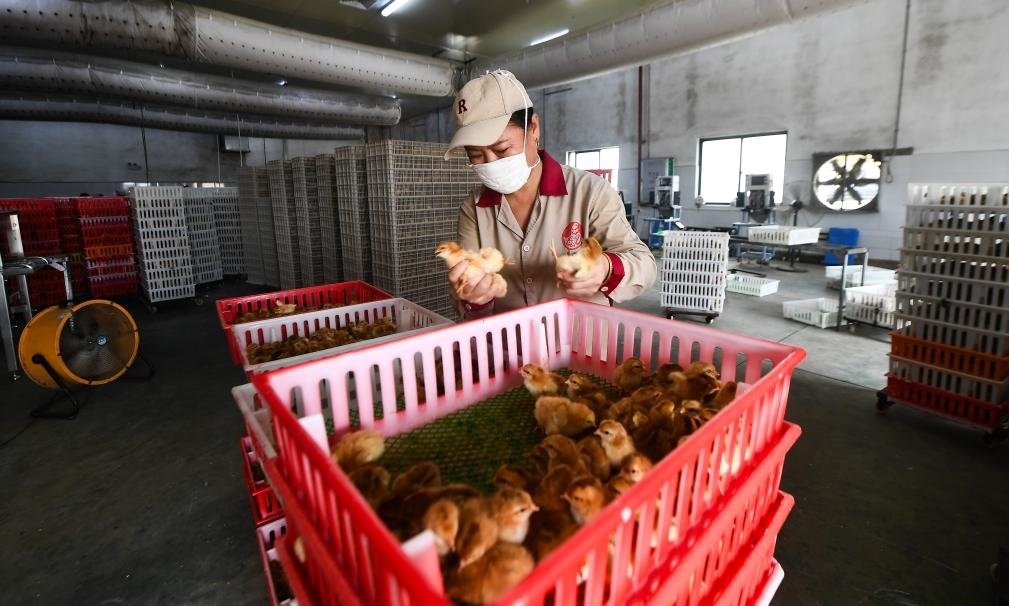 在文昌市的海南（潭牛）文昌雞股份有限公司孵化廠，工人在挑選文昌雞苗。新華社記者楊冠宇 攝