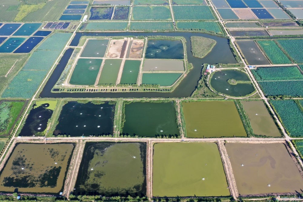 2024年8月13日在山西省臨猗縣薛公村拍攝的蟹塘（無(wú)人機(jī)照片）。薛公村位于黃河岸邊，有5000多畝黃河灘涂和近5000畝荒溝。當(dāng)?shù)赝ㄟ^(guò)將荒溝和灘涂進(jìn)行整合，發(fā)展特色水產(chǎn)養(yǎng)殖，讓守著黃河水、住在黃河灘的薛公村村民有了新的致富路。