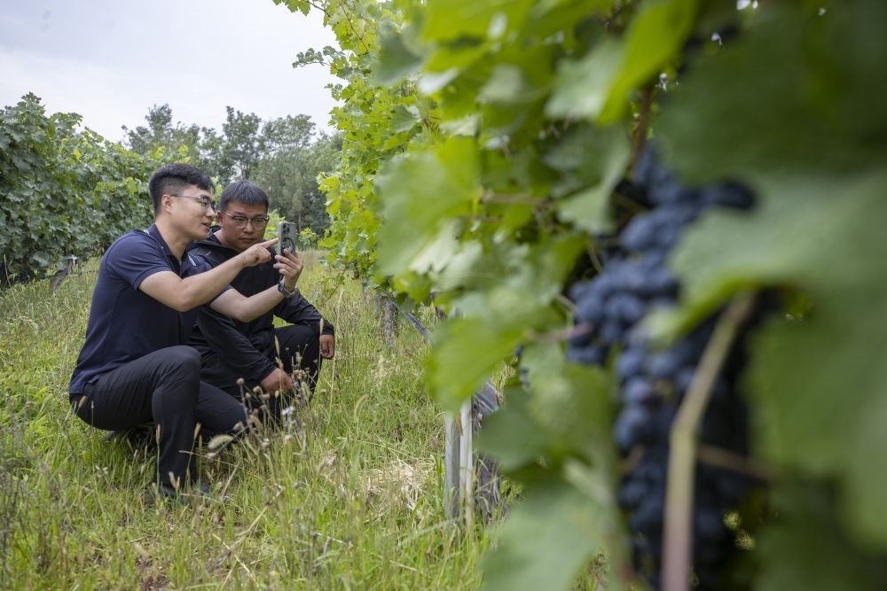 2024年8月15日，技術(shù)人員（左）和工作人員在寧夏銀川市西夏區(qū)的一個(gè)葡萄園工作。為推動(dòng)黃河流域生態(tài)保護(hù)和高質(zhì)量發(fā)展先行區(qū)建設(shè)，銀川市積極打造高標(biāo)準(zhǔn)葡萄園，借助各種傳感器監(jiān)測(cè)釀酒葡萄的生長(zhǎng)狀態(tài)，實(shí)現(xiàn)精準(zhǔn)灌溉，從而高效節(jié)約黃河水。
