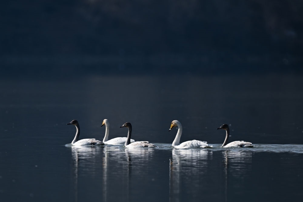 2023年11月30日，天鵝在青海省海東市化隆回族自治縣群科鎮(zhèn)境內(nèi)的黃河上游弋。近年來(lái)，青海省加大力度保護(hù)治理境內(nèi)黃河流域，改善當(dāng)?shù)厣鷳B(tài)環(huán)境，為越冬候鳥(niǎo)提供良好棲息地。