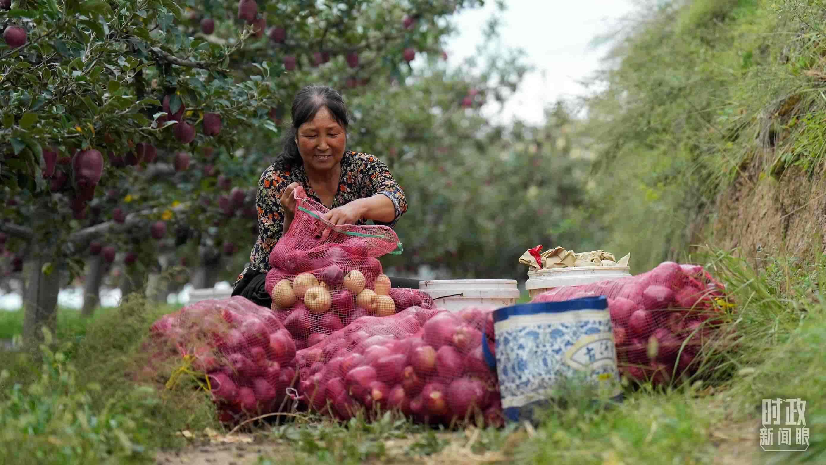 △南山花牛蘋果基地在2023年帶動9000多戶村民實現(xiàn)增收。（總臺國廣記者李晉拍攝）