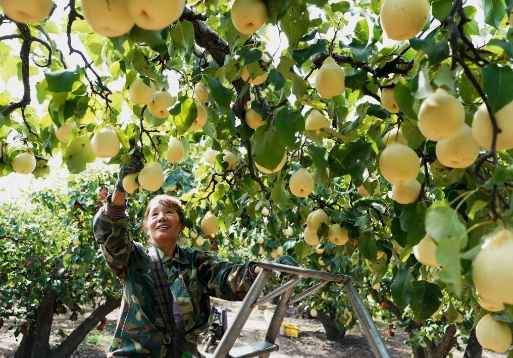 9月13日，河北省晉州市的農(nóng)民在果園采摘鴨梨。新華社記者楊世堯 攝