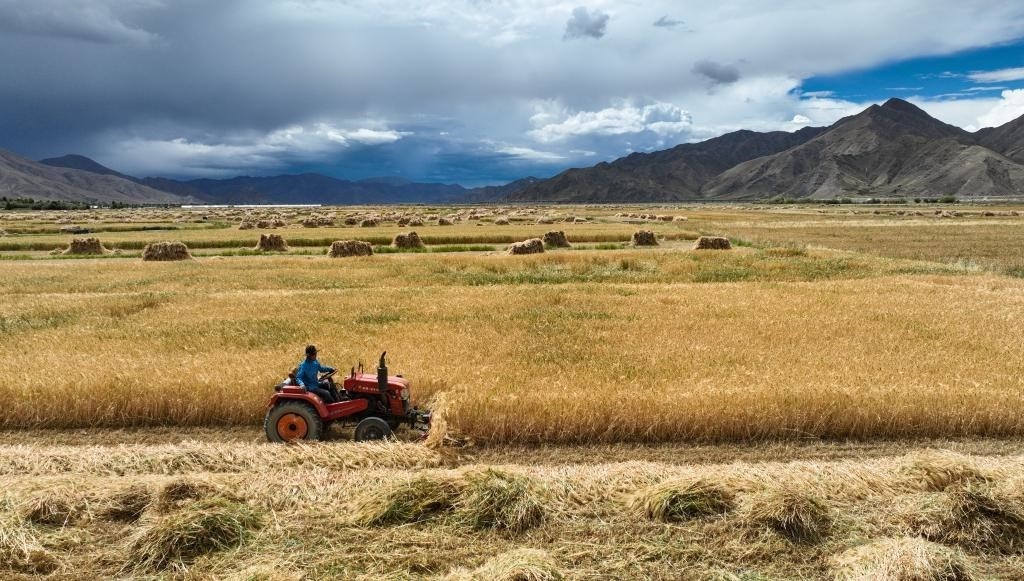 9月10日，在西藏日喀則市白朗縣巴扎鄉(xiāng)拍攝的秋收?qǐng)鼍埃o(wú)人機(jī)照片）。新華社記者晉美多吉 攝