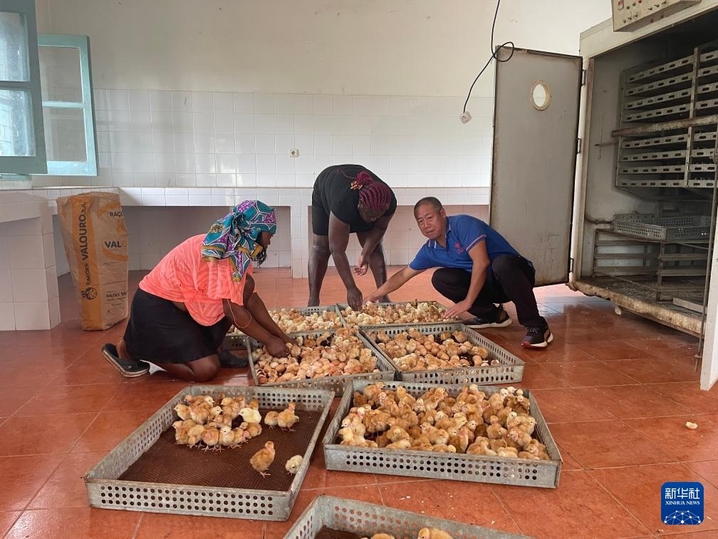 中國援圣普農(nóng)牧業(yè)技術(shù)項(xiàng)目組專家在圣多美和普林西比家禽繁育中心指導(dǎo)雛雞人工孵化技術(shù)（2024年10月8日攝）。新華社發(fā)（中國援圣普農(nóng)技組供圖）