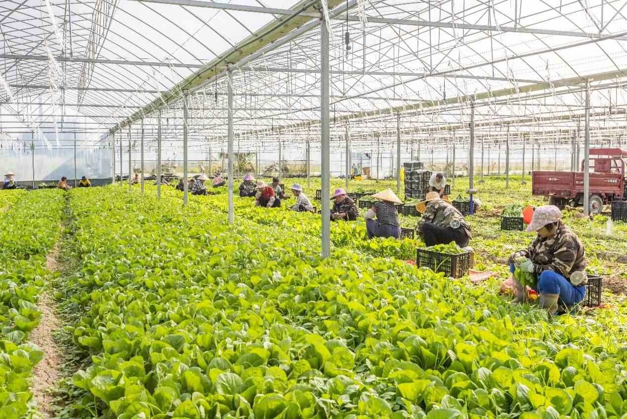 2024年10月8日，在廣西梧州市蒙山縣文圩鎮(zhèn)大明村一個(gè)大棚蔬菜基地內(nèi)，民工在采摘、包裝包心菜，準(zhǔn)備運(yùn)銷(xiāo)外地。來(lái)源：人民圖片