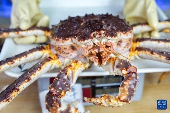 這是9月20日在吉林省琿春市的東北亞跨境電商產(chǎn)業(yè)園內(nèi)的帝王蟹保稅店拍攝的帝王蟹。新華社記者 許暢 攝