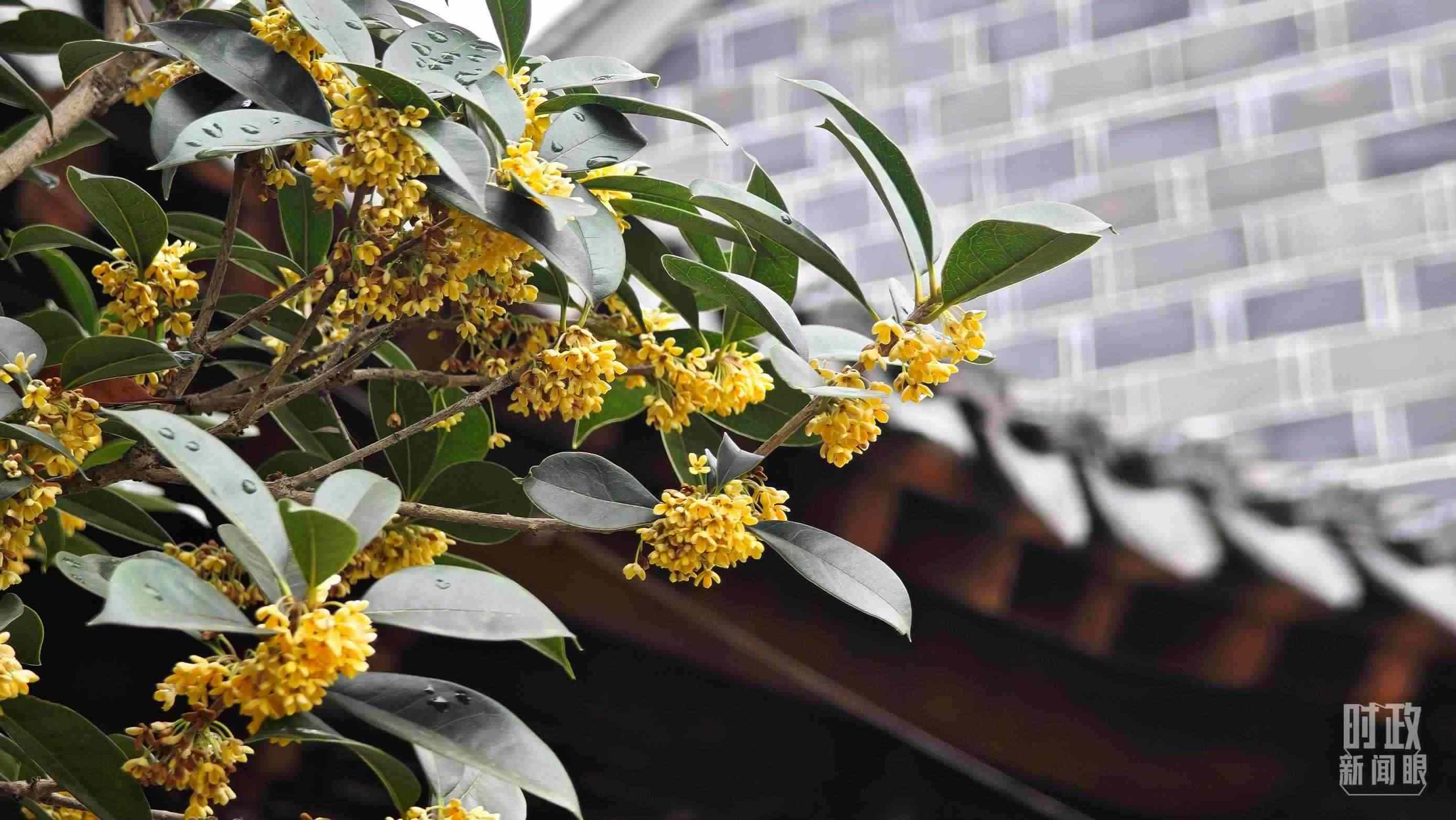 △六尺巷。（總臺(tái)央視記者趙化、彭漢明拍攝）