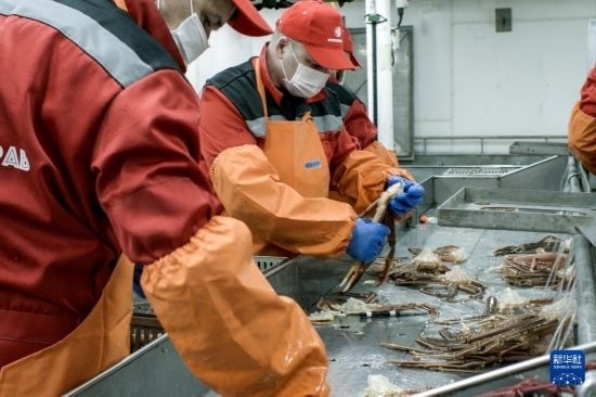 俄羅斯蟹業(yè)集團(tuán)的工作人員在生產(chǎn)線上加工產(chǎn)品（資料照片）。新華社發(fā)（俄羅斯蟹業(yè)集團(tuán)供圖）