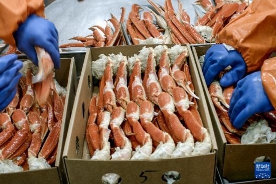 俄羅斯蟹業(yè)集團(tuán)的工作人員在生產(chǎn)線上加工產(chǎn)品（資料照片）。新華社發(fā)（俄羅斯蟹業(yè)集團(tuán)供圖）