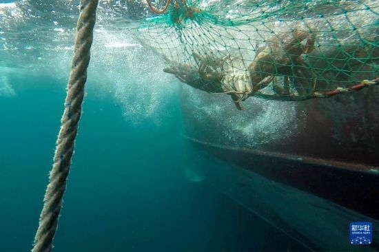 這是俄羅斯蟹業(yè)集團(tuán)的捕撈船進(jìn)行遠(yuǎn)洋捕撈的資料照片。新華社發(fā)（俄羅斯蟹業(yè)集團(tuán)供圖）