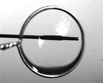 液膜被銅針穿透時仍能保持不破裂。 受訪者供圖