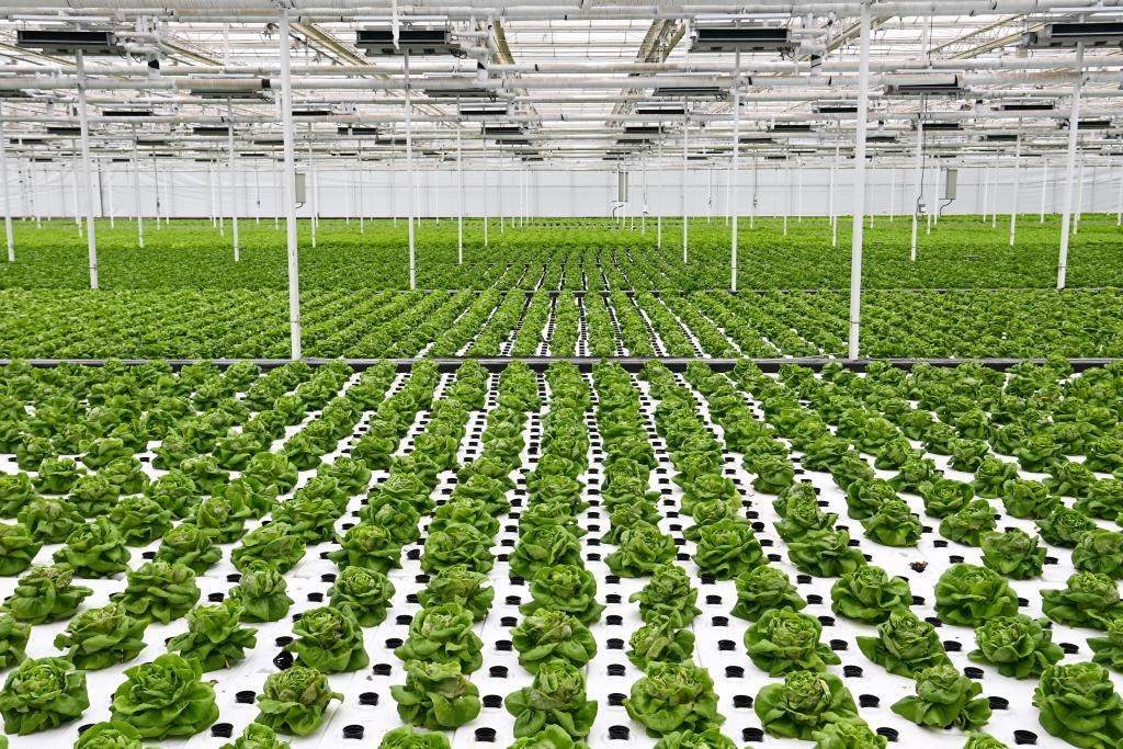 10月26日，楊凌智慧農(nóng)業(yè)示范園智慧溫室內(nèi)通過無土栽培技術(shù)種植的蔬菜。新華社記者 鄒競(jìng)一 攝