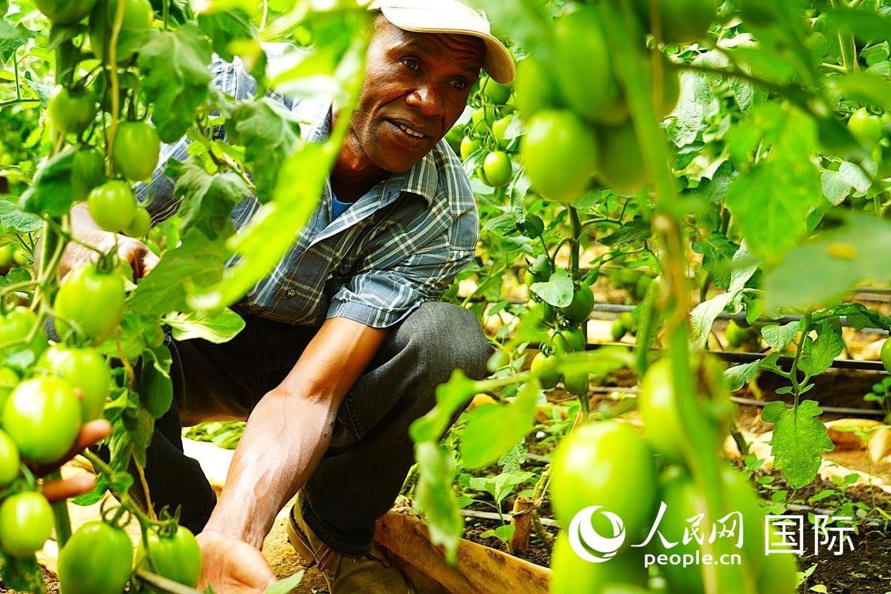 肯尼亞納庫(kù)魯郡，當(dāng)?shù)剞r(nóng)民喬納·卡蘭賈家的溫室大棚里，番茄長(zhǎng)勢(shì)喜人。人民網(wǎng)記者 黃煒鑫攝