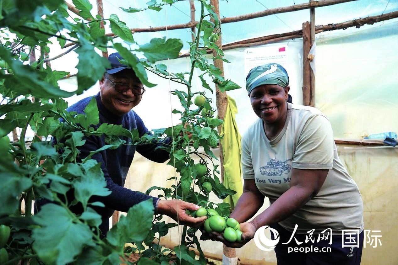 肯尼亞納庫(kù)魯郡，南京農(nóng)業(yè)大學(xué)援非專家劉高瓊和當(dāng)?shù)剞r(nóng)民瑪麗·姆旺吉在溫室大棚里查看番茄種植情況。人民網(wǎng)記者 黃煒鑫攝