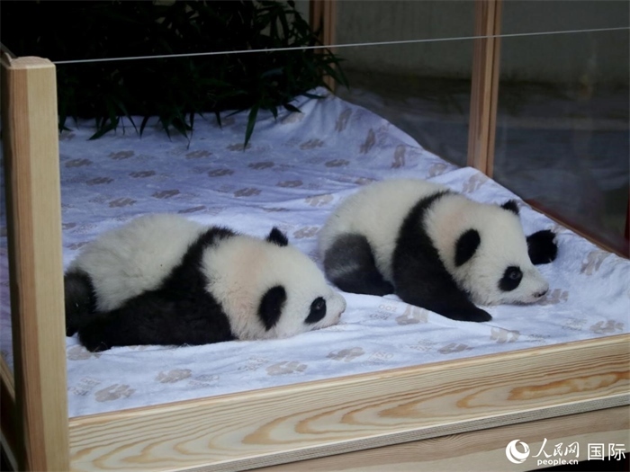 柏林動物園的明星“夢好”與“夢甜”。人民網 肖晶攝