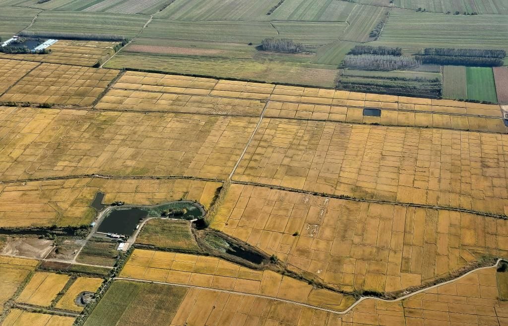 俯瞰黑龍江省哈爾濱市一處稻田（10月2日攝，無人機照片）。新華社記者 孫曉宇 攝