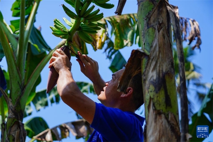 12月23日，中國熱帶農(nóng)業(yè)科學(xué)院專家趙增賢在斯里蘭卡馬坎杜拉為當(dāng)?shù)剞r(nóng)戶做技術(shù)示范。新華社記者 陳冬書 攝