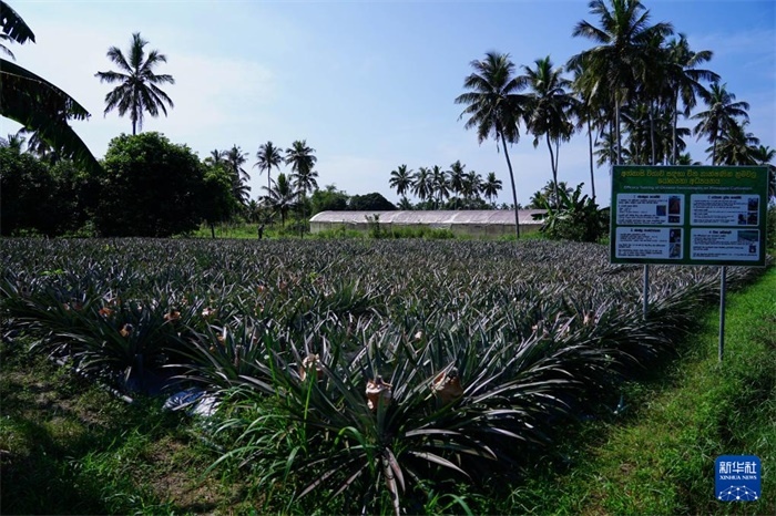 這是12月23日在斯里蘭卡馬坎杜拉拍攝的中國技術(shù)試驗(yàn)田菠蘿田。新華社記者 陳冬書 攝