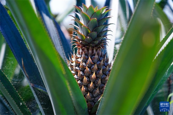 這是12月23日在斯里蘭卡馬坎杜拉拍攝的中國技術(shù)試驗(yàn)田里的菠蘿。新華社記者 陳冬書 攝