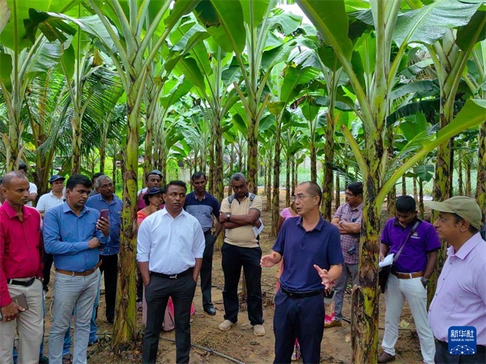 10月10日，在斯里蘭卡霍勒訥的一處香蕉示范基地，中國、聯(lián)合國糧農(nóng)組織與斯里蘭卡南南合作項(xiàng)目中國專家組組長孫德權(quán)為當(dāng)?shù)剞r(nóng)民進(jìn)行技術(shù)培訓(xùn)。新華社發(fā)（中國、聯(lián)合國糧農(nóng)組織與斯里蘭卡南南合作項(xiàng)目專家組供圖）