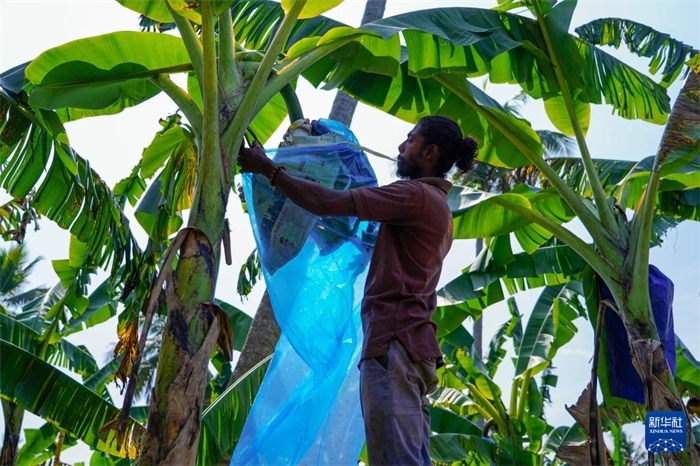 12月23日，在斯里蘭卡馬坎杜拉，農(nóng)民在香蕉試驗(yàn)田里學(xué)習(xí)套袋技術(shù)。新華社記者 陳冬書 攝