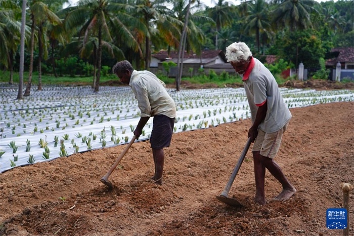 12月23日，斯里蘭卡馬坎杜拉的農(nóng)民在菠蘿田地里勞作。新華社記者 陳冬書 攝