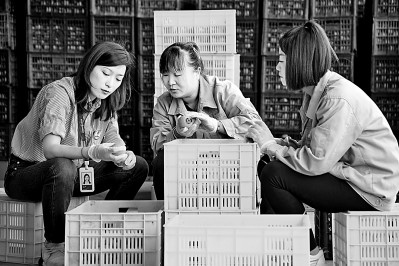 為拓展柿子產(chǎn)業(yè)發(fā)展新途徑，在陜西富平淡村鎮(zhèn)，歸國(guó)留學(xué)生王薇參與創(chuàng)建了一座柿酒酒莊。新華社發(fā)