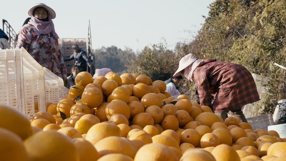 贛南臍橙喜獲豐收。人民網(wǎng)記者 張力洋攝