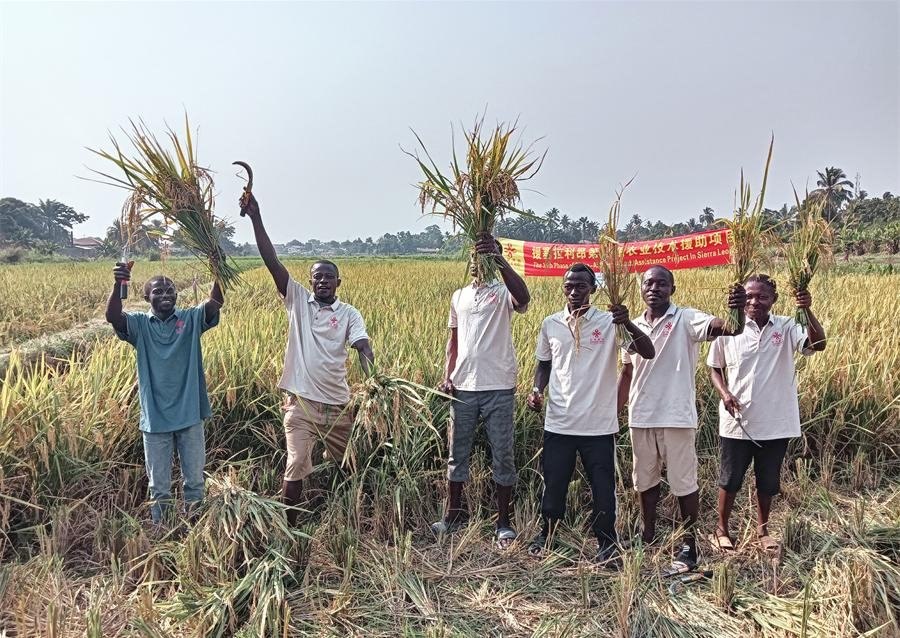 當?shù)卮迕裾故窘衲甑乃痉N植成果。中國援塞農(nóng)業(yè)專家組供圖