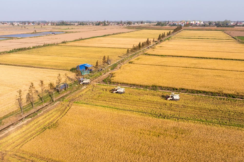 2024年11月1日，在湖南華容縣團(tuán)洲垸，村民駕駛收割機(jī)收獲水稻（無人機(jī)照片）。新華社記者陳思汗 攝