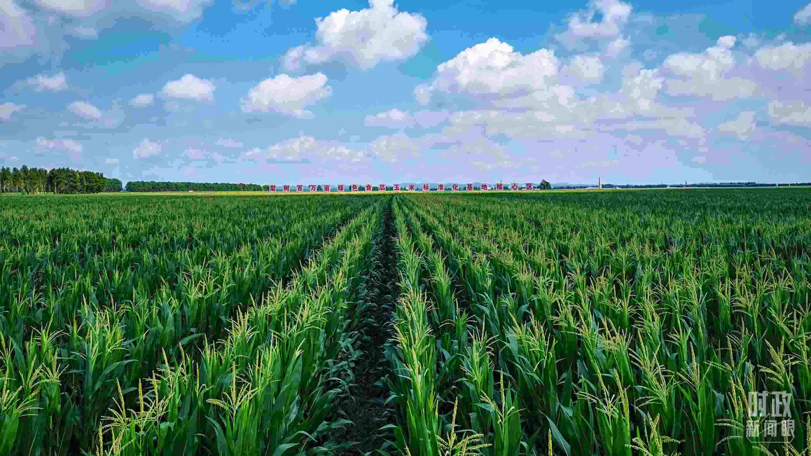 △吉林四平，梨樹縣地處黃金玉米帶。（總臺(tái)央視記者張曉鵬拍攝）