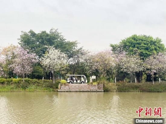 3月7日，廣州海珠國家濕地公園宮粉紫荊花海吸引游人。中新社記者 許青青 攝