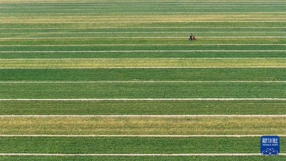 3月14日，在菏澤市鄆城縣潘渡鎮(zhèn)，農(nóng)民在麥田里施肥（無人機照片）。