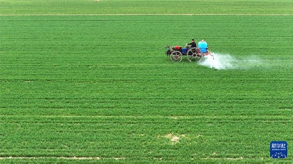 3月14日，在菏澤市鄆城縣郭屯鎮(zhèn)，農(nóng)民在麥田里噴灑除草劑（無人機照片）。