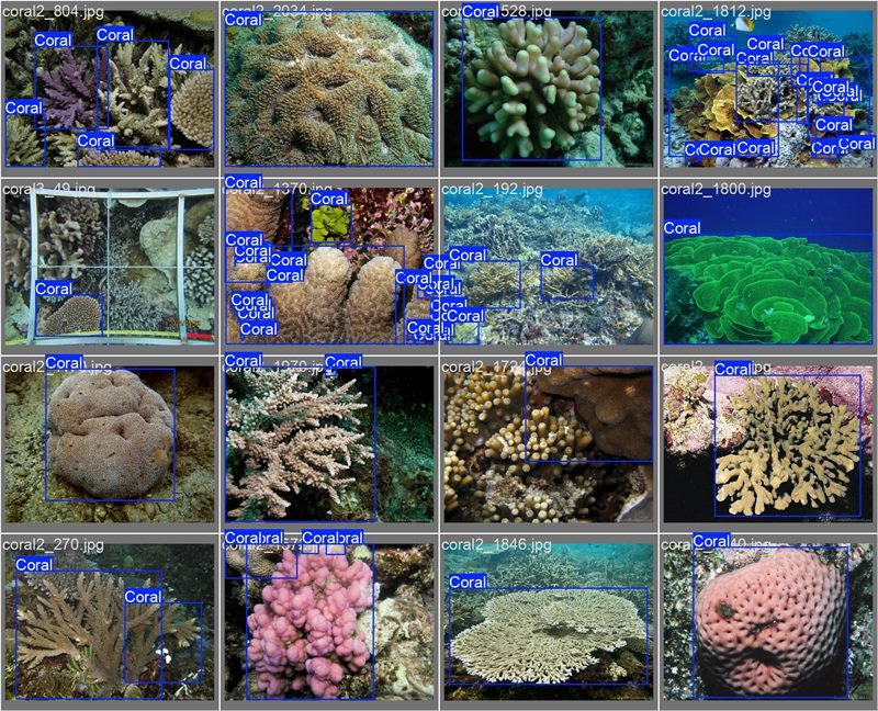 南海珊瑚識別。阿里云供圖