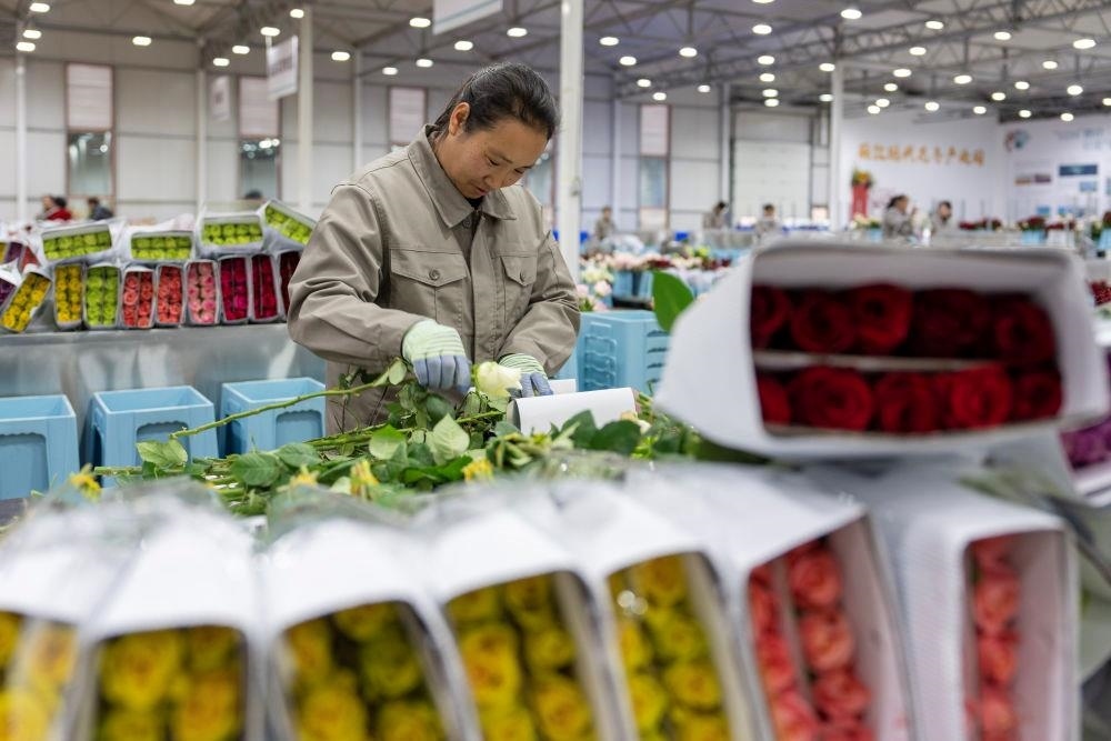 △近日，工作人員在云南麗江現(xiàn)代花卉產(chǎn)業(yè)園包裝鮮花。