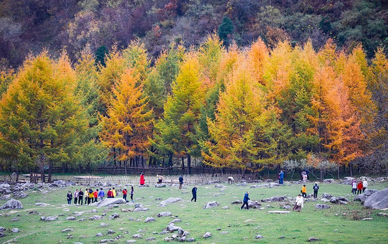 2023年10月27日，深秋時節(jié)的陜西秦嶺太子嶺五彩斑斕，進入最佳觀賞期。