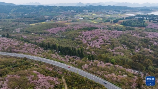 清鎮(zhèn)市紅楓湖鎮(zhèn)右二村旁的道路與花海相映（4月5日攝，無(wú)人機(jī)照片）。