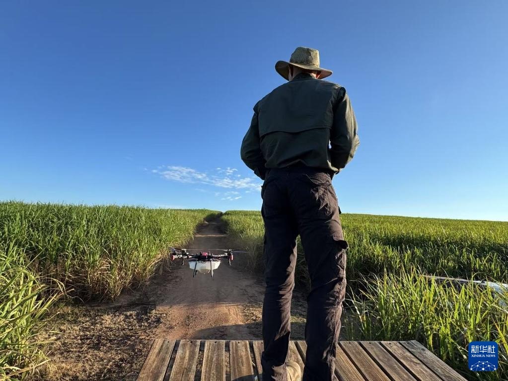 3月25日，在南非夸祖魯-納塔爾省的方廷希爾莊園，飛手操縱無人機(jī)為甘蔗林噴灑藥劑。新華社記者 白舸 攝