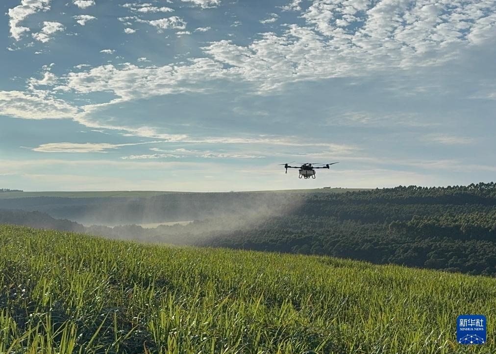 3月25日，在南非夸祖魯-納塔爾省的方廷希爾莊園，中國農(nóng)用無人機(jī)為甘蔗林噴灑殺菌劑。新華社記者 白舸 攝