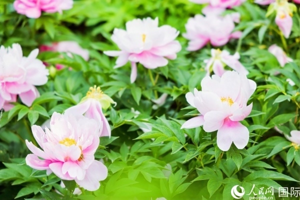 洛陽國(guó)家牡丹園牡丹盛開。 人民網(wǎng)記者 魯揚(yáng)攝