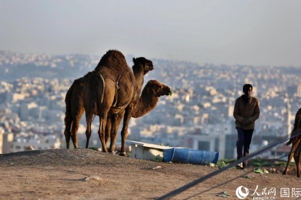 約旦首都阿曼街頭的駱駝。人民網(wǎng) 納達爾·達烏德攝