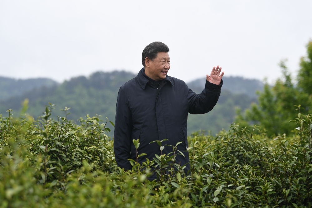 2020年4月21日，習近平總書記來到陜西安康市平利縣老縣鎮(zhèn)，在茶園考察脫貧攻堅情況。新華社記者 燕雁 攝