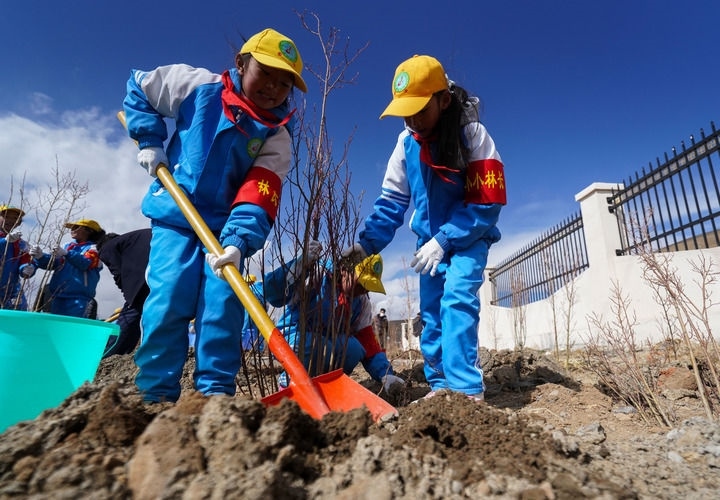 2025年4月25日，西藏那曲市小學生在植樹。新華社記者 晉美多吉 攝